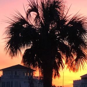 Meet your Posher, Ginger